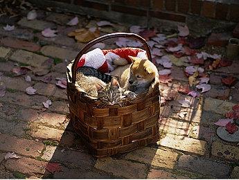 MMO《悠星大陆》Steam页面开放 发售日待定